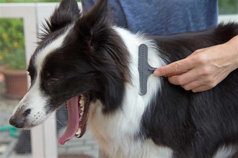 border collie grooming styles.